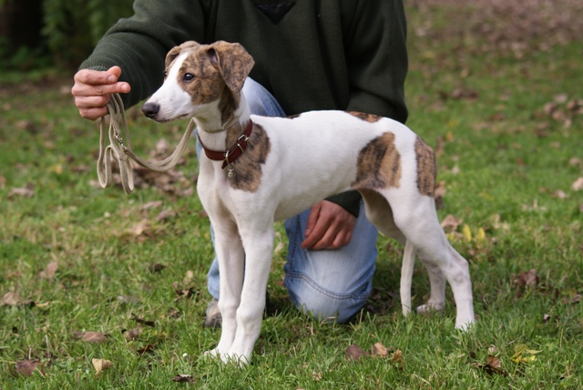 Pannon-Oriental Álom - magyar agar | Pisti (my breeder) taught me here.