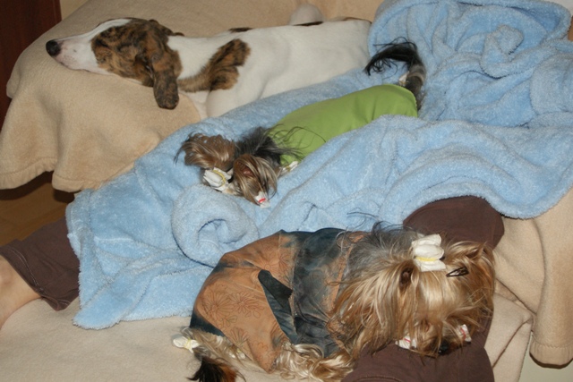 Pannon-Oriental Álom - magyar agar, yorkshire terrier | The four of us can fit in the armchair.