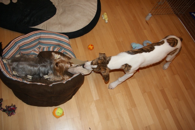 Pannon-Oriental Álom - magyar agár, yorkshire terrier | Combat. Prize the baseball-cap.