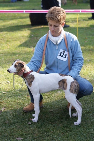 Pannon-Oriental Álom - magyar agar | My first dog show.