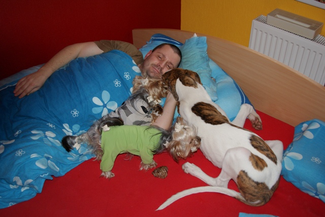 Pannon-Oriental Álom - magyar agar, yorkshire terrier | Wake up a lot of kisses.