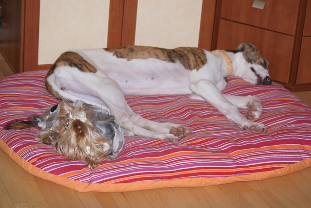 Pannon-Oriental Álom - magyar agár, yorkshire terrier | We love each other Gubanccal. He taught for me.