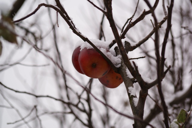 Apples on the tree, snow blanket. Apples on the tree, snow blanket.
