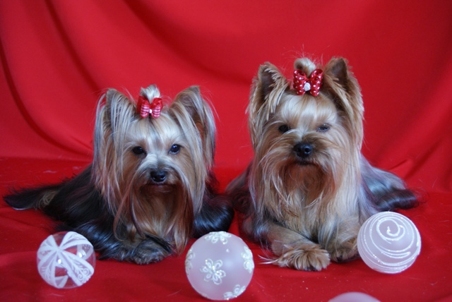 Bright Eyed Hiro Fred - yorkshire terrier |  Couple.