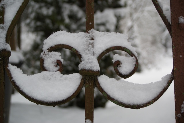 Wrought iron gate. Wrought iron gate.