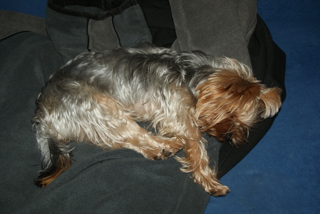 Bright Eyed Hiro Fred - yorkshire terrier |  I'm tired.