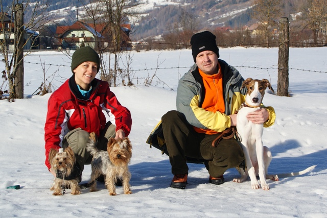 Elli from The Golden Morning - yorkshire terrier | We traveled to ski.