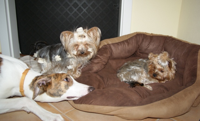 Elli from The Golden Morning - yorkshire terrier | Together with the team.