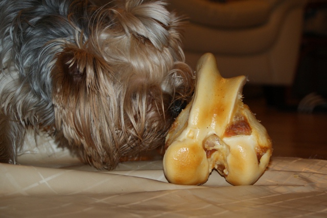 Bright Eyed Hiro Fred - yorkshire terrier |  Álom received. I'm just testing the bone...
