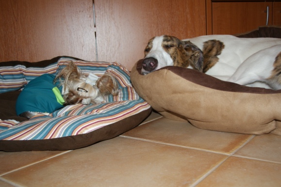 Elli from The Golden Morning - yorkshire terrier | Together with the girls.