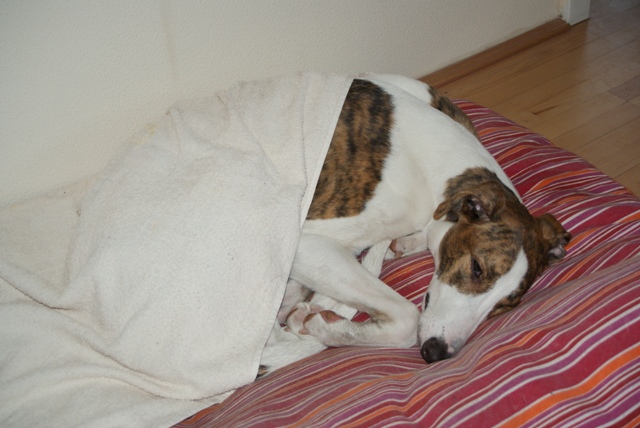Pannon-Oriental Álom - magyar agar | After bathing, lounging.