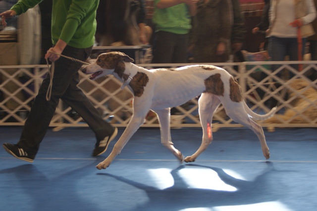Pannon-Oriental Álom - magyar agar | First and only puppy class in dog show. István Klinger (my other breeder) is my handler.