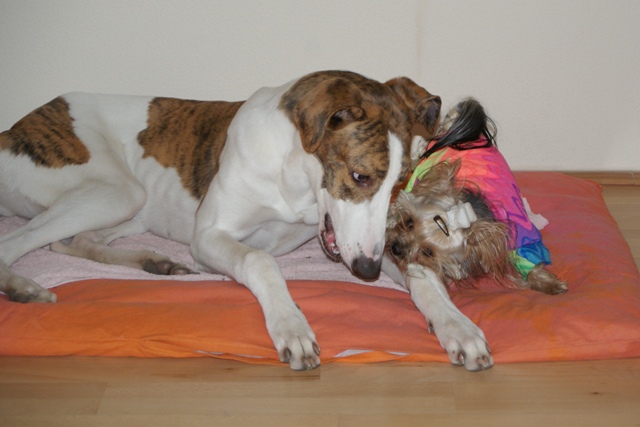 Elli from The Golden Morning - yorkshire terrier | Together playing with Álom.