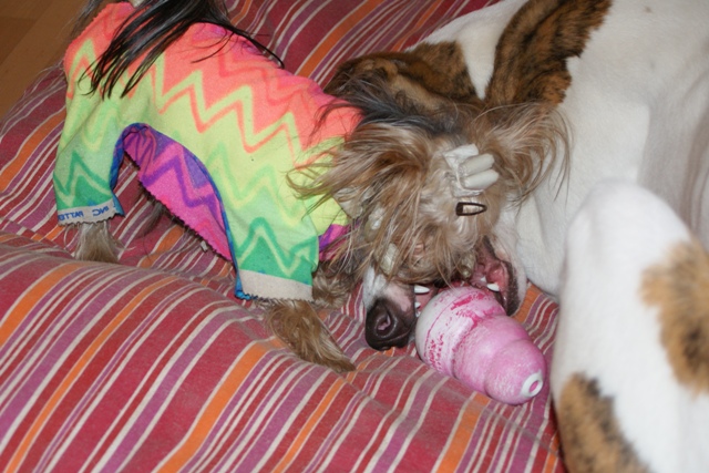 Elli from The Golden Morning - yorkshire terrier | We are good brothers, we play well. Whether who gets the Kong at the end?