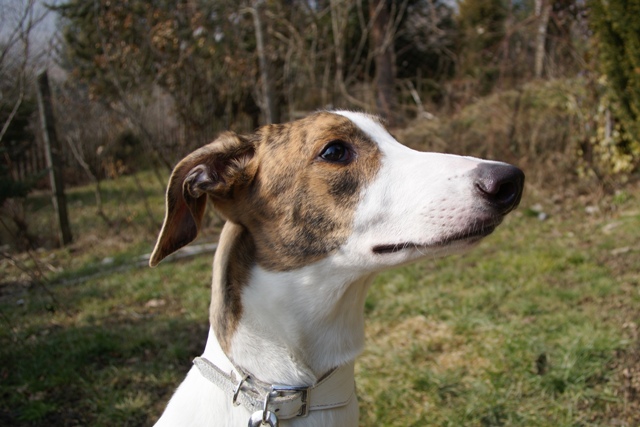 Pannon-Oriental Álom - magyar agár | We arrived at my breeders - Pisti and Gellért.