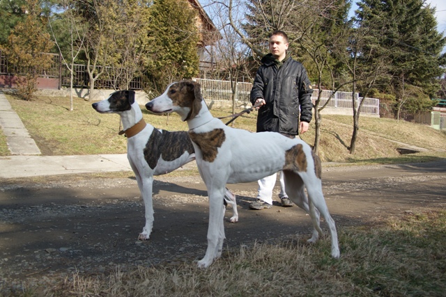 Pannon-Oriental Álom - magyar agar | We saw a cat.