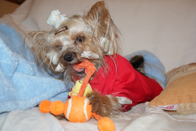 Elli from The Golden Morning - yorkshire terrier | Me and my latest game.