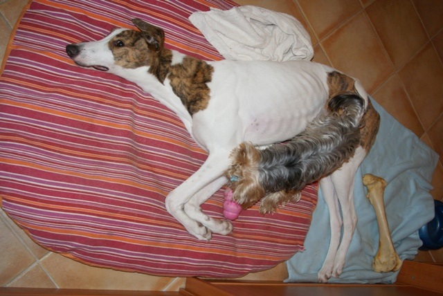 Pannon-Oriental Álom - magyar agár, yorkshire terrier | A rare moment that Gubanc is on my tummy.