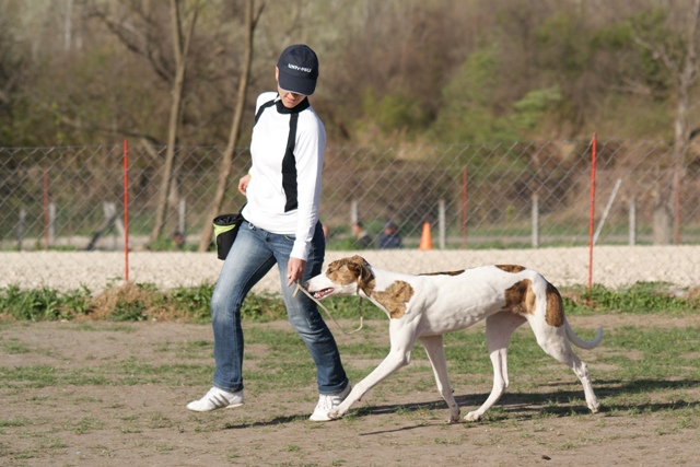 Pannon-Oriental Álom - magyar agar | The movement also have to practice to be able to move at the same time.
