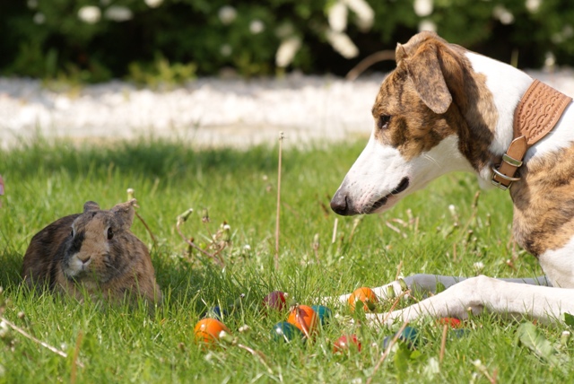 Pannon-Oriental Álom - magyar agár | Nokedli (the brave rabbit) and common photography.
