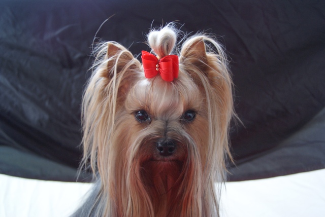 Elli from The Golden Morning - yorkshire terrier | I was prepared to wait for my moment.
