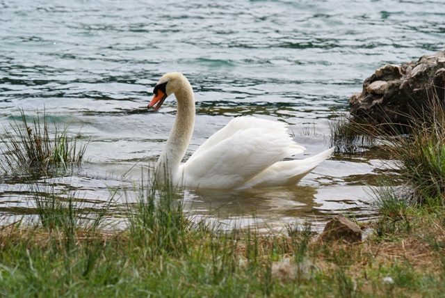 Swan. Swan.