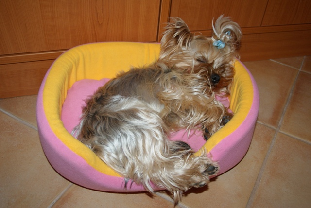 Bright Eyed Hiro Fred - yorkshire terrier |  This is not my bed. Ellike sleeps in mine bed.