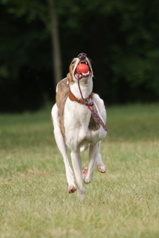 Pannon-Oriental Álom - magyar agar | Before the dog show I run a little.