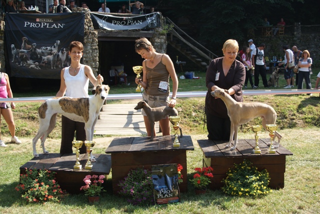 Pannon-Oriental Álom - magyar agár | Best of Group III. Happiness on the roof level.