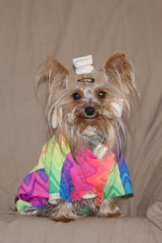 Elli from The Golden Morning - yorkshire terrier | I'm happy.