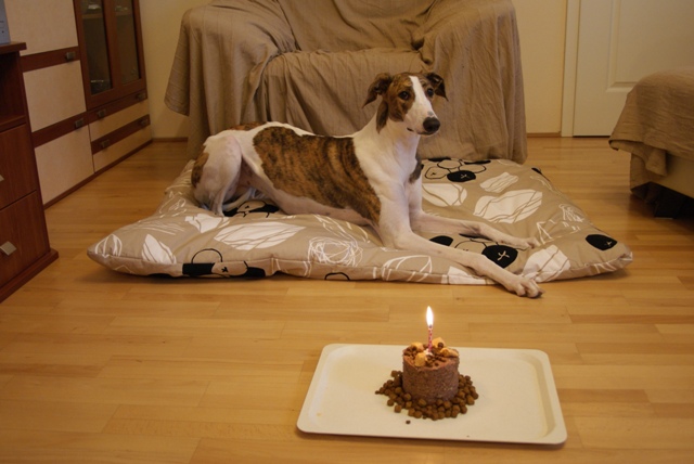 Pannon-Oriental Álom - magyar agár | I was one year old. I got a new bed, cake, games...