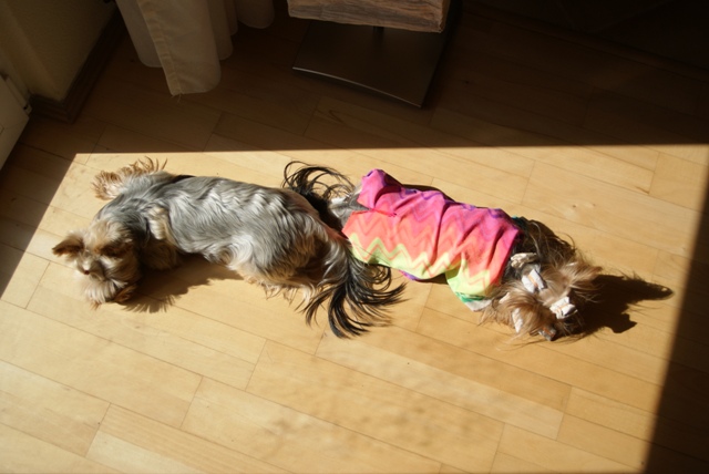 Elli from The Golden Morning - yorkshire terrier | Sun-bathing with Gubanc.