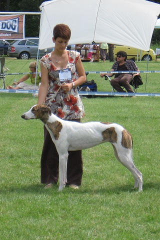 Pannon-Oriental Álom - magyar agár | Dog show again.