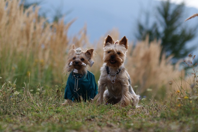 Elli from The Golden Morning - yorkshire terrier | The hilltop with Gubanc.