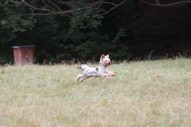 Bright Eyed Hiro Fred - yorkshire terrier |  I'm flying.