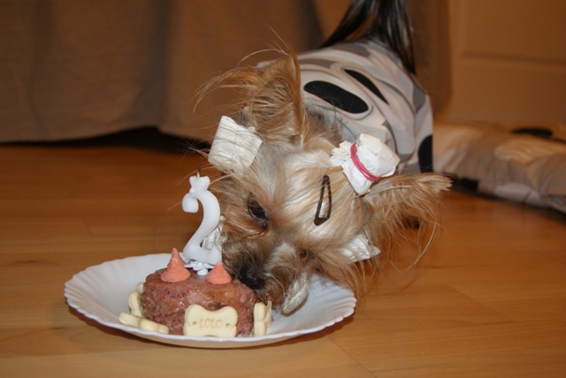 Elli from The Golden Morning - yorkshire terrier | My second birthday cake was delicious.