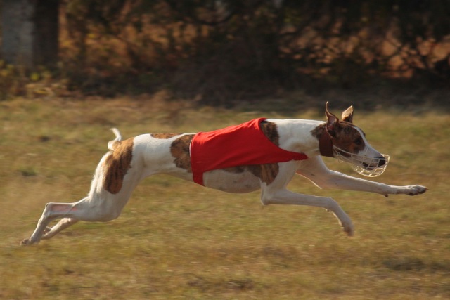 Pannon-Oriental Álom - magyar agár | I loved this sport. As everyone in the family.
