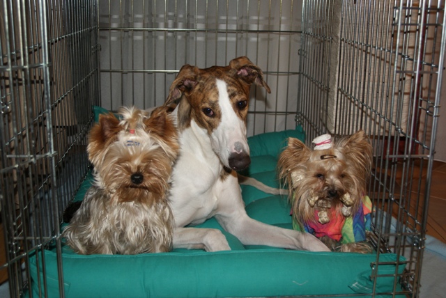 Elli from The Golden Morning - yorkshire terrier | Álom got a new travel crate. Mommy made ​​into a bed. We all tried at the same time. Confortable.