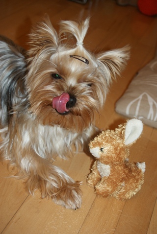 Bright Eyed Hiro Fred - yorkshire terrier |  I ate the cake just follow the bunny.