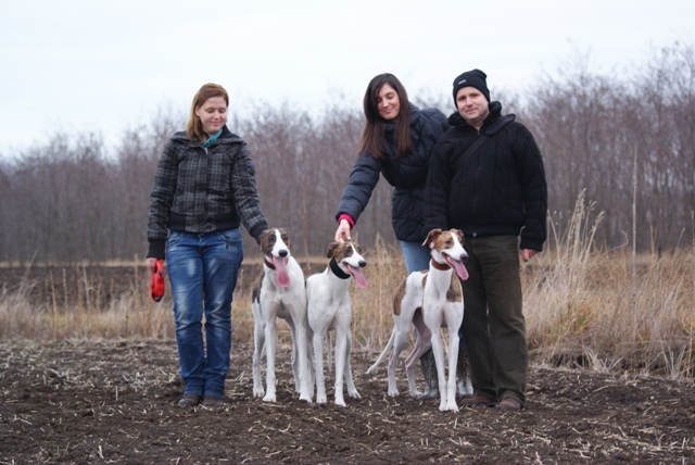 Pannon-Oriental Álom - magyar agár | I first met the brothers in Pusztazámor. From left to right: Betti-Ábránd, Anada-Zita, Álom-Papi.
