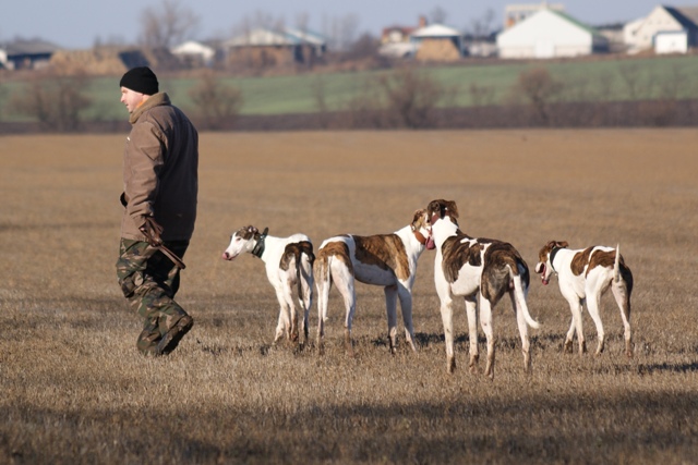 Pannon-Oriental Álom - magyar agar | Papi's dream fulfilled. Many Hungarian Greyhound and they followed him.