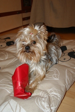 Bright Eyed Hiro Fred - yorkshire terrier |  I open the gift.