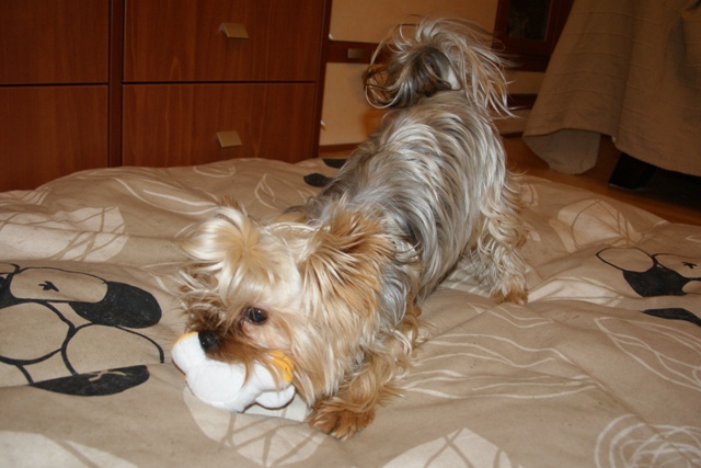 Bright Eyed Hiro Fred - yorkshire terrier |  A duck was a red package.