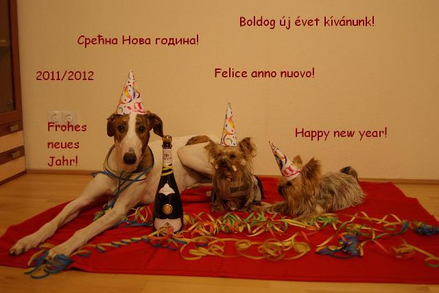 Elli from The Golden Morning - yorkshire terrier | Happy New Year.