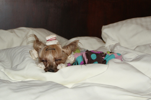 Elli from The Golden Morning - yorkshire terrier | Bed occupied.