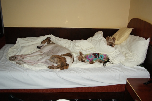 Elli from The Golden Morning - yorkshire terrier | Everyone made ​​himself comfortable.