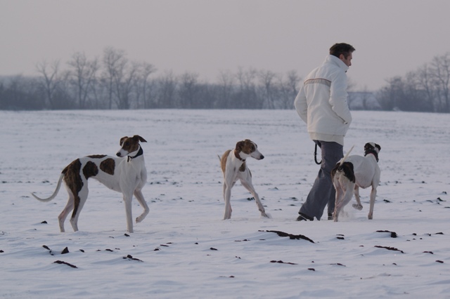 Pannon-Oriental Álom - magyar agar | A part of the family. Amada, Me, Gellert (ours breeder) and Angyal.