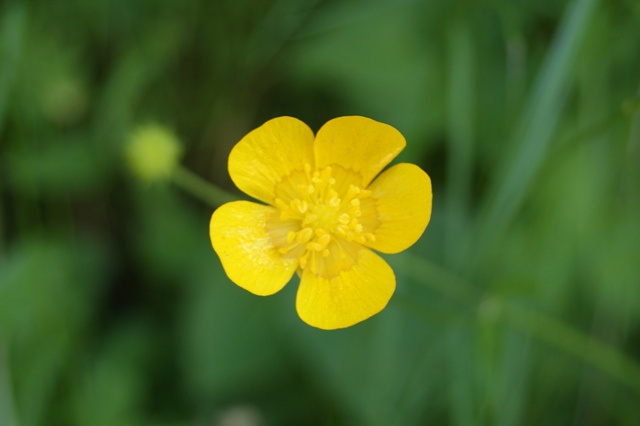 Buttercup. Buttercup.