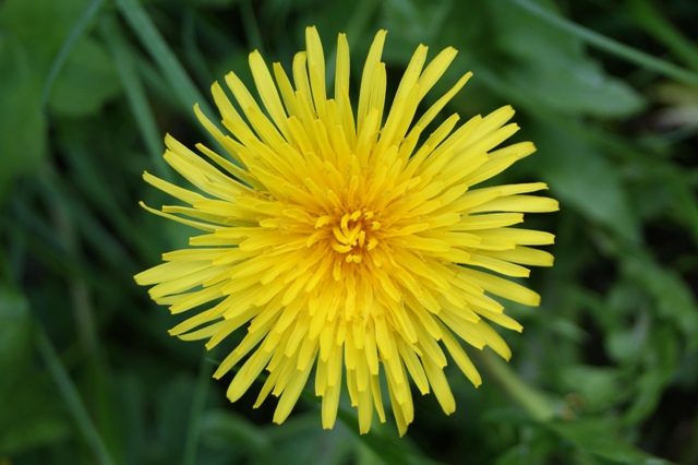 Dandelion. Dandelion.