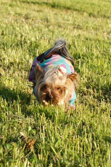 Elli from The Golden Morning - yorkshire terrier | The grass here is very fine.